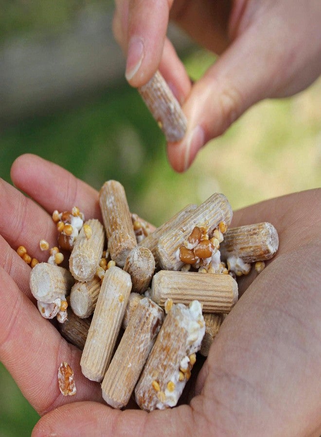 North Spore Organic Shiitake (100 ct) Mushroom Plugs for Logs | Premium Quality Mushroom Plug Spawn | Handmade in Maine, USA | Grow Gourmet Mushrooms Outdoors on Logs | Lentinula edodes - Image 5